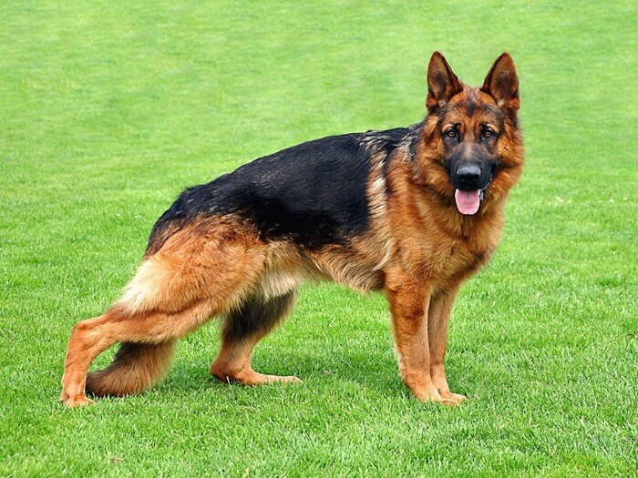Schæferhund, en fremragende race til at beskytte hjemmet og familien
