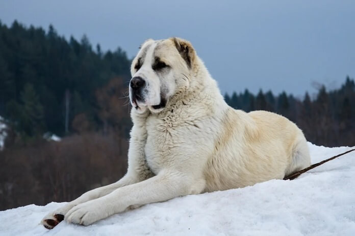 Câine ciobanesc din Asia Centrală (Alabai)